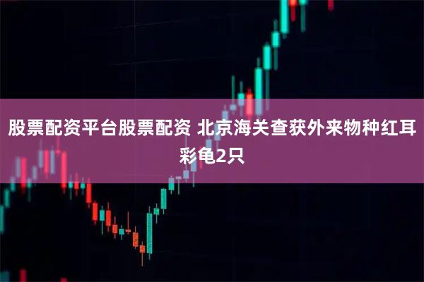 股票配资平台股票配资 北京海关查获外来物种红耳彩龟2只